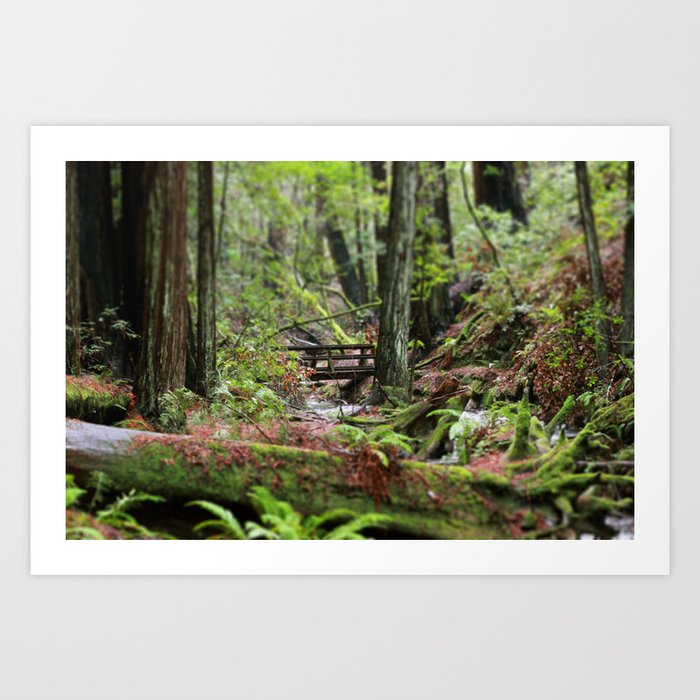 Peaceful Redwood Forest Scene Art Print By Camfortin Society6