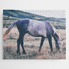 Vintage arabian purebred grey young horse pasture in the countryside  Jigsaw Puzzle