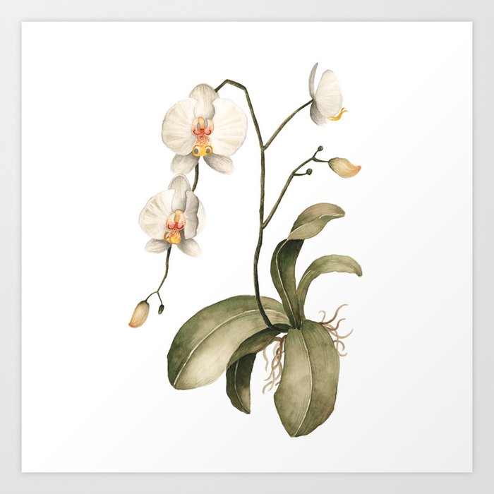 Watercolor Orchid Art Print By Peachyteastore Society6