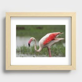 Flamingo Portrait Recessed Framed Print
