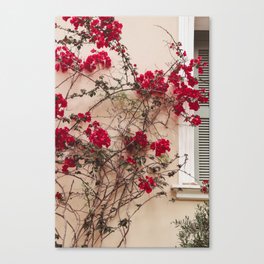 Red flowers on beige wall in Athenes Greece - Photography art print Canvas Print
