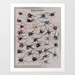 Latrodectus (Widow Spiders) Art Print