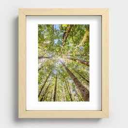 Looking Up In the Vancouver Forest Recessed Framed Print