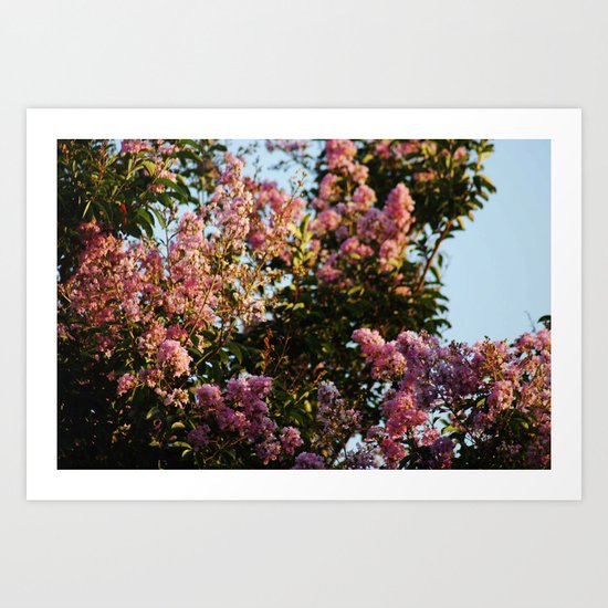 Blossoms Art Print