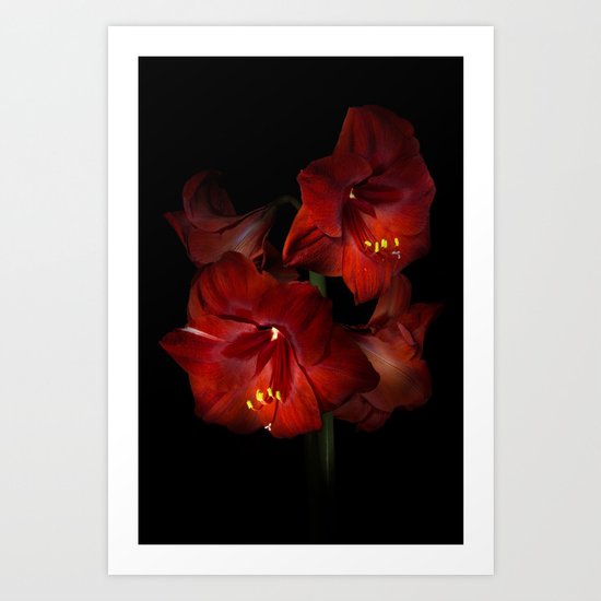 Scarlet Amaryllis Art Print