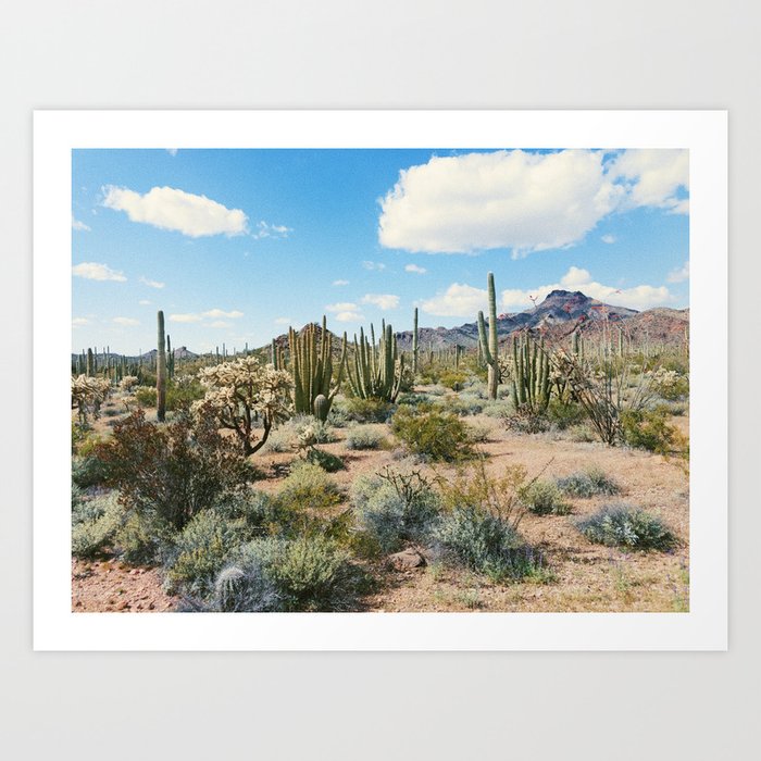 Desert Plant Growth Art Print