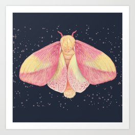Rosy Maple Moth Art Print