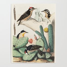 Woodpeckers And Cacti Poster