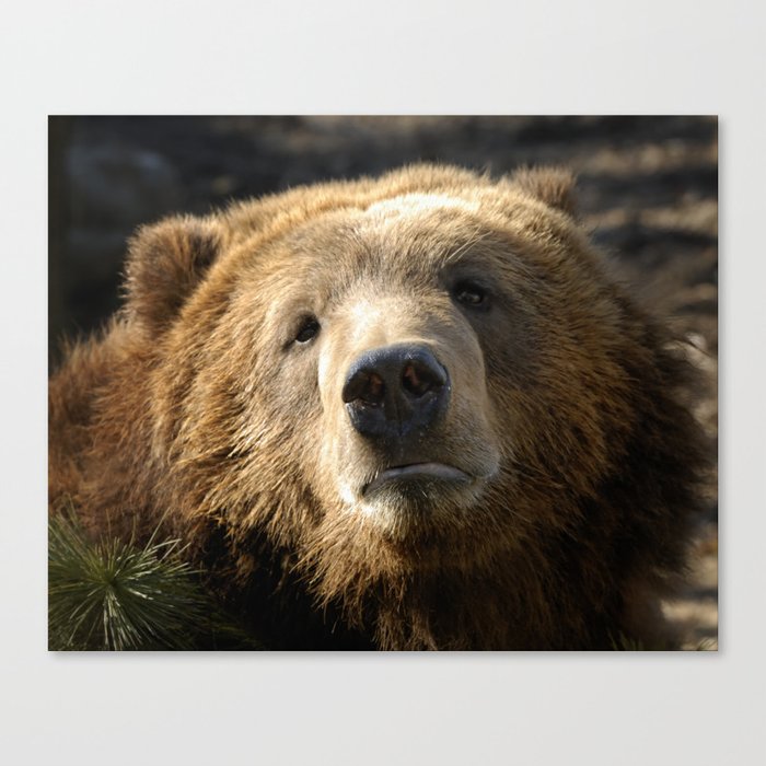 A big sad Teddy Bear Canvas Print