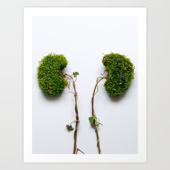 Kidneys Art Print