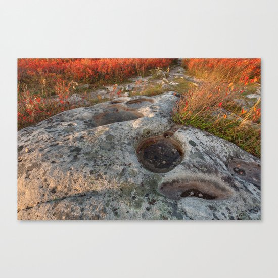 Autumn Huckleberry Fossil Canvas Print