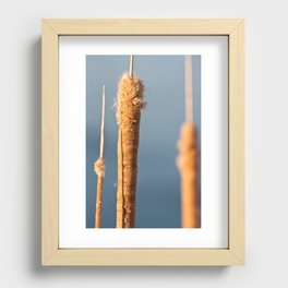 Cattail Recessed Framed Print