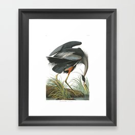 Great Blue Heron (Audubon) Framed Art Print