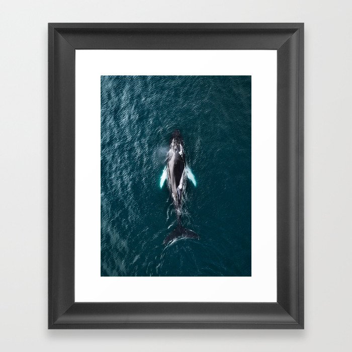 Humpback Whale in Iceland - Wildlife Photography Framed Art Print