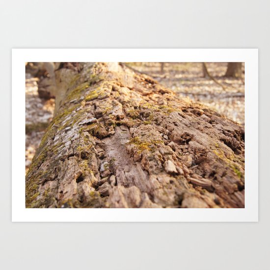 Fallen Tree Art Print