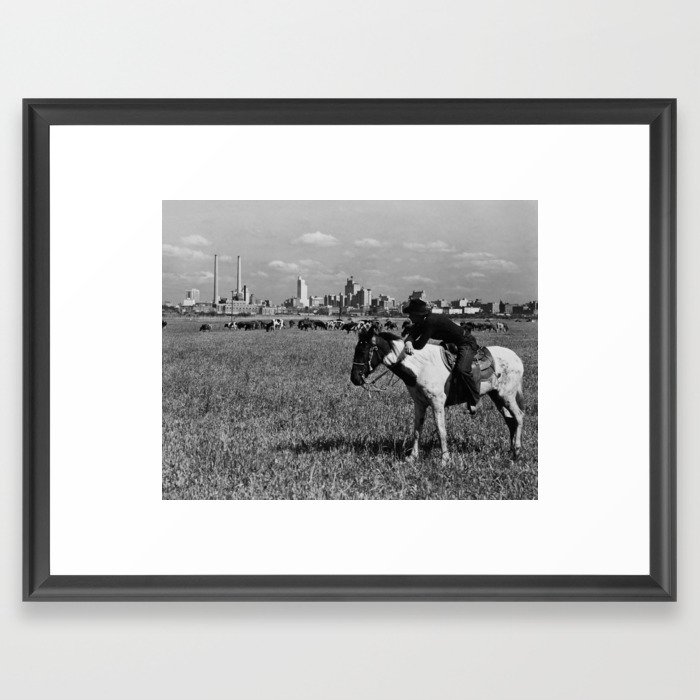 Cowboy Watching Over A Herd Of Cattle - Dallas Texas 1945 Framed Art Print