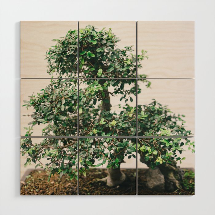 Bonsai Tree - Botanical Minimalist Fine Art Wood Wall Art