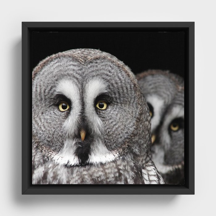 Great Grey Owls  Framed Canvas