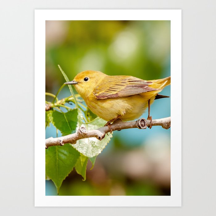 Cute Yellow Warbler, Bird Photograph Art Print