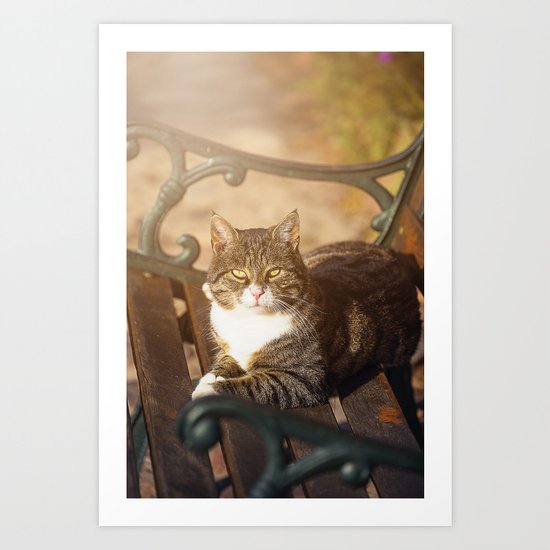 Cute cat relaxing in the sun Art Print