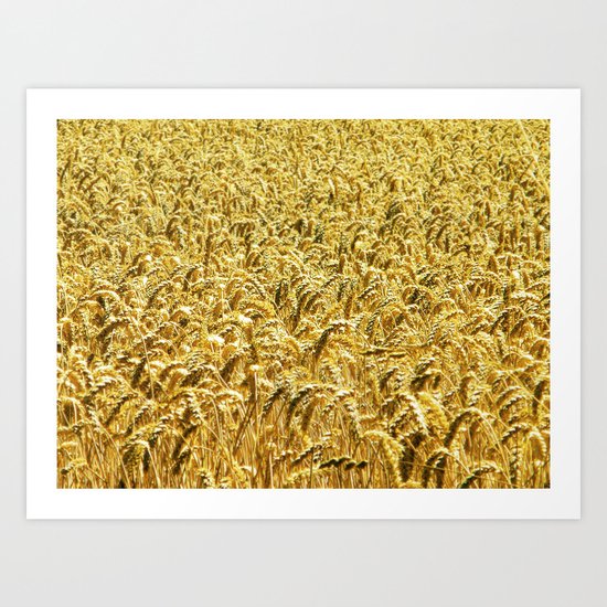 Golden Wheat Art Print