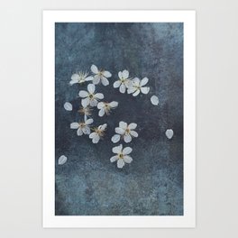 Delicate Sakura Blossom Art Print