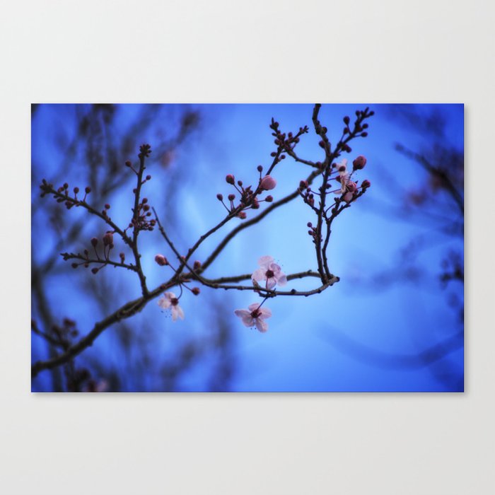 Blossom in Blue Canvas Print