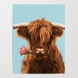 Sweet Highland cattle in blue Poster