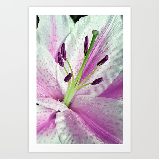 Pink Lily in Macro Art Print