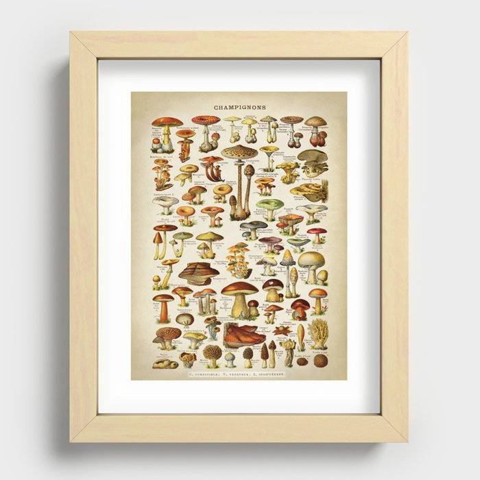 Mushrooms Botanist, Vintage Old School chart Style Recessed Framed Print