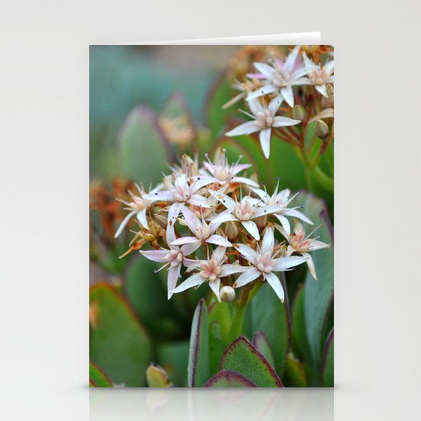 Jade Plant In Bloom Stationery Cards