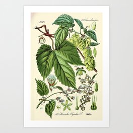 Humulus lupulus (common hop or hops) - Vintage botanical illustration Art Print