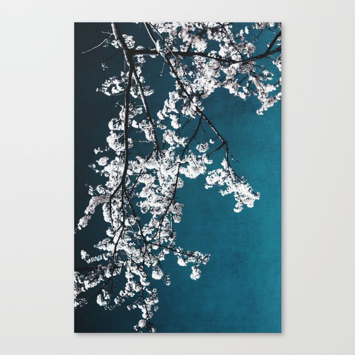 White Blossoms Tree Print - Flowers in Teal - Elegant Floral -  Japanese Nature photography Canvas Print