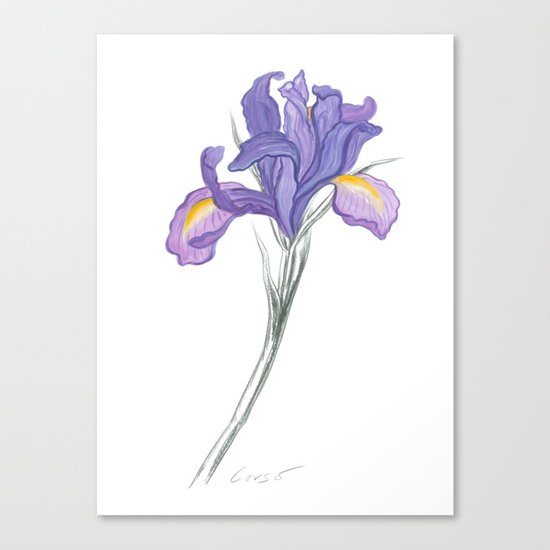 Iris 03 Botanical Flower * Lavender Purple Dutch Iris Canvas Print