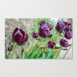 The Lost Gardens of Heligan - Black Tulips Canvas Print