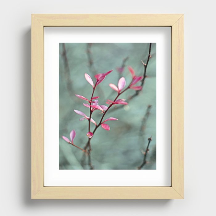 Japanese Barberry in Autumn  Recessed Framed Print