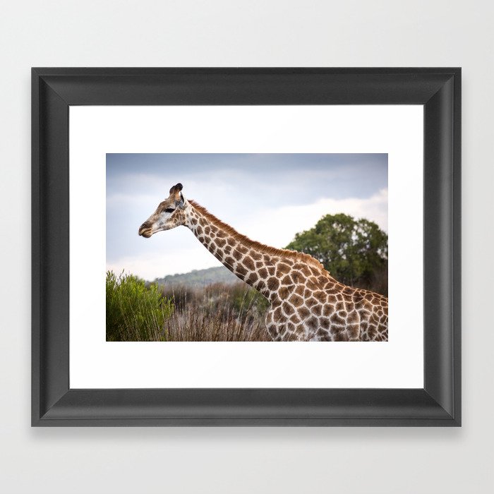 Beautiful close-up of Giraffe in South Africa Framed Art Print