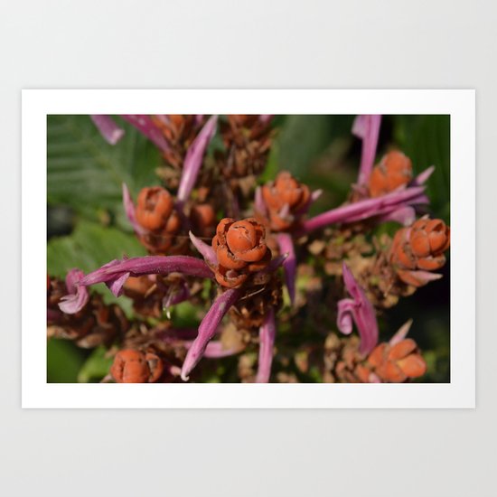 Unknown Red Flower Art Print