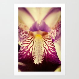 Antiqued Purple Iris Flower - Botanical Nature Floral Plant Photograph Art Print