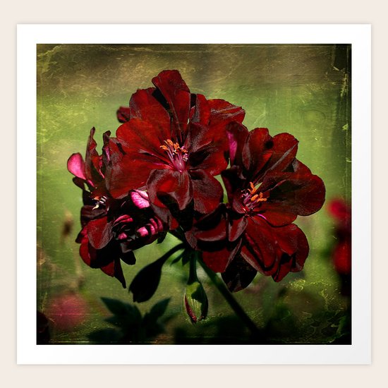 Geranium Art Print