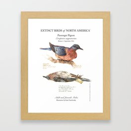 Extinct Birds: Passenger Pigeon Framed Art Print