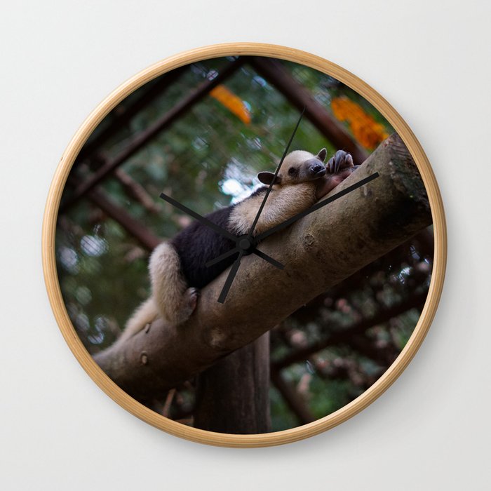 A sleeping mini anteater at Alturas Sanctuary in Costa Rica Wall Clock