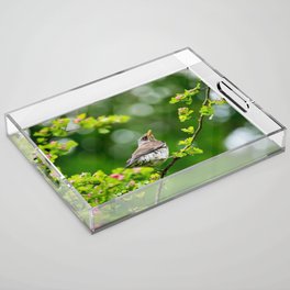 Thrush bird in spring Acrylic Tray