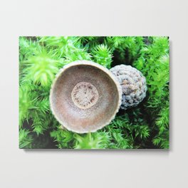 Two pretty acorn cups on green moss Metal Print