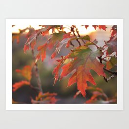 maple leaf 06 - autumn golden hour Art Print