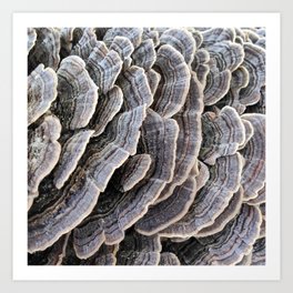 Abstract Fungi | Rustic Brown Mushrooms Art Print