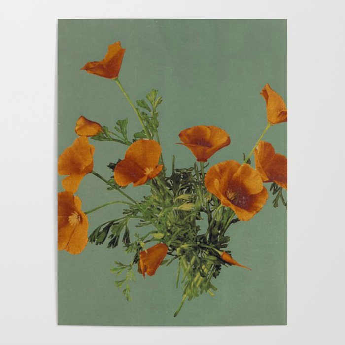 California Poppies Poster