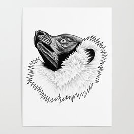 Black and white ruffed lemur - ink illustration Poster