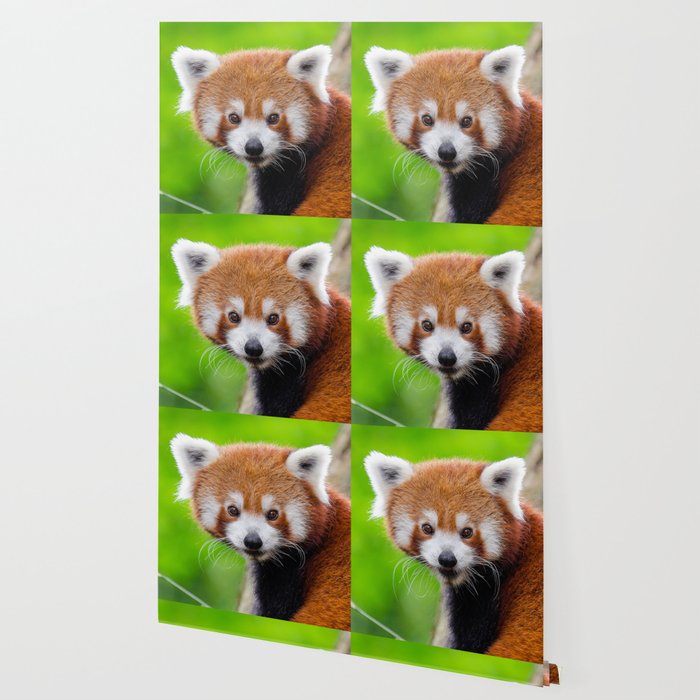 Red Panda Wallpaper By Dohshin Society6