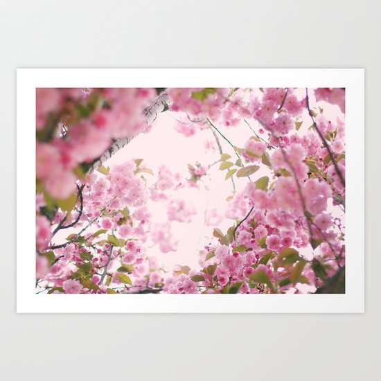 Cherry Blossoms Art Print